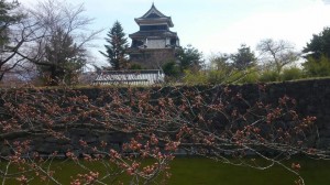 松本城桜